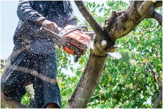 tree services Timber Lake